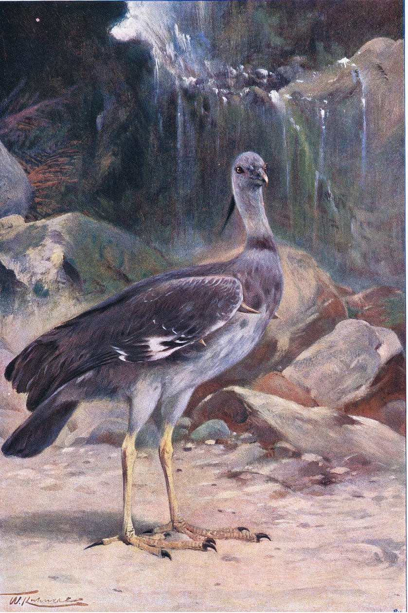 Crested Screamer, Wildlife of the World