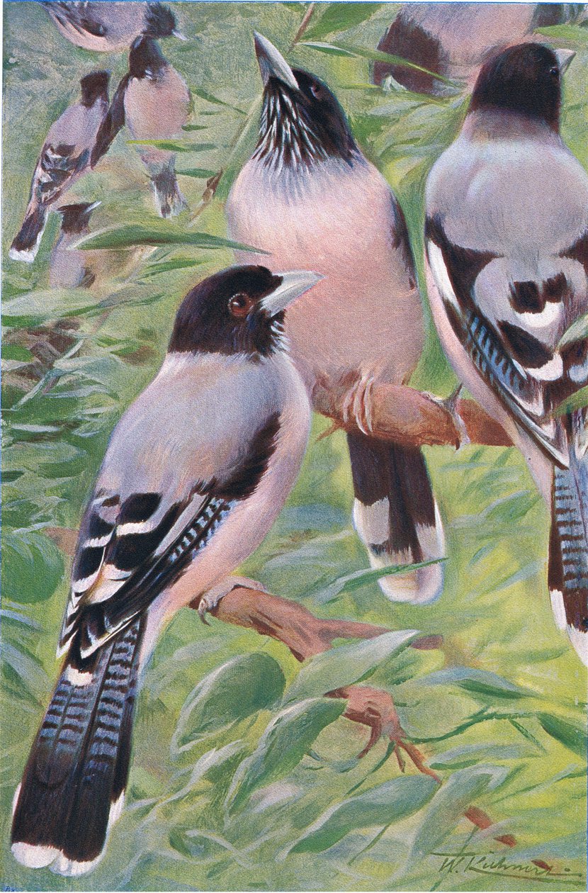 Mızraklı Jay, Wildlife of the World