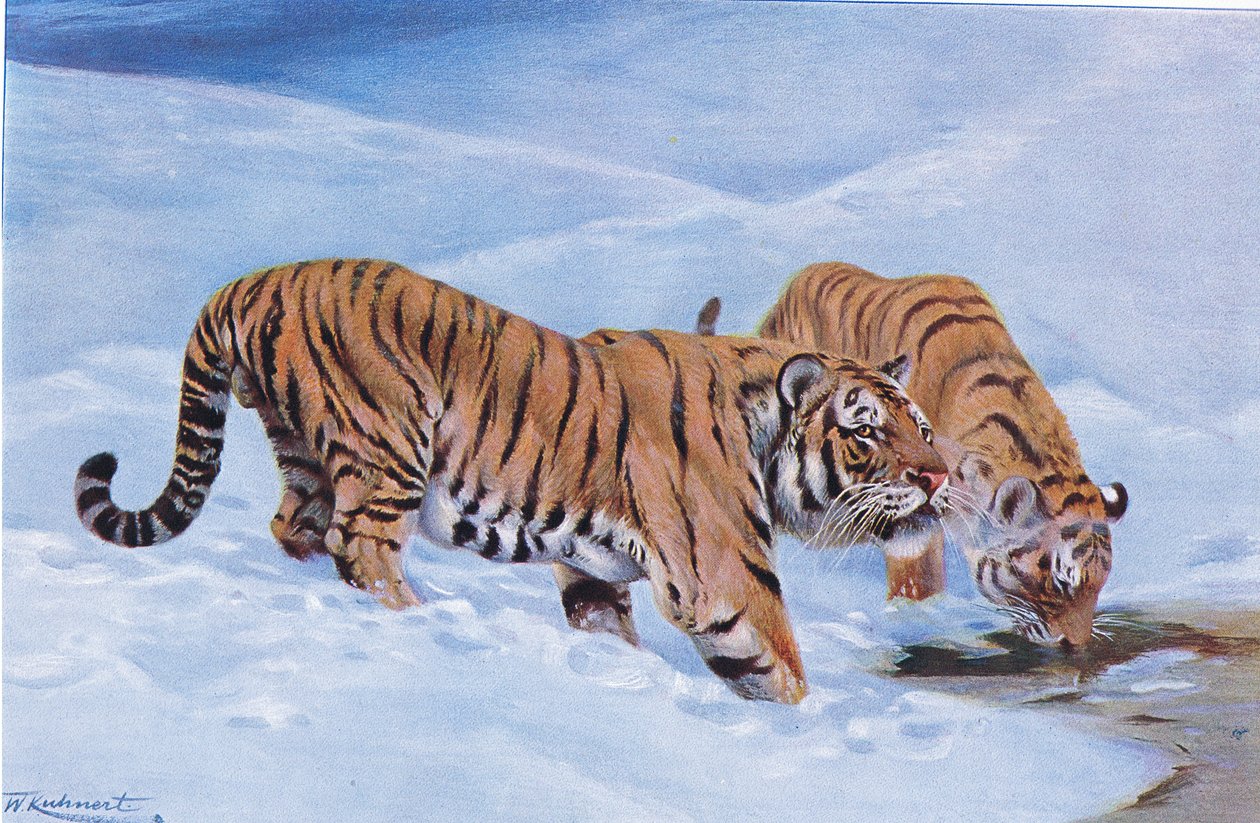 Mançurya Kaplanı, Wildlife of the World