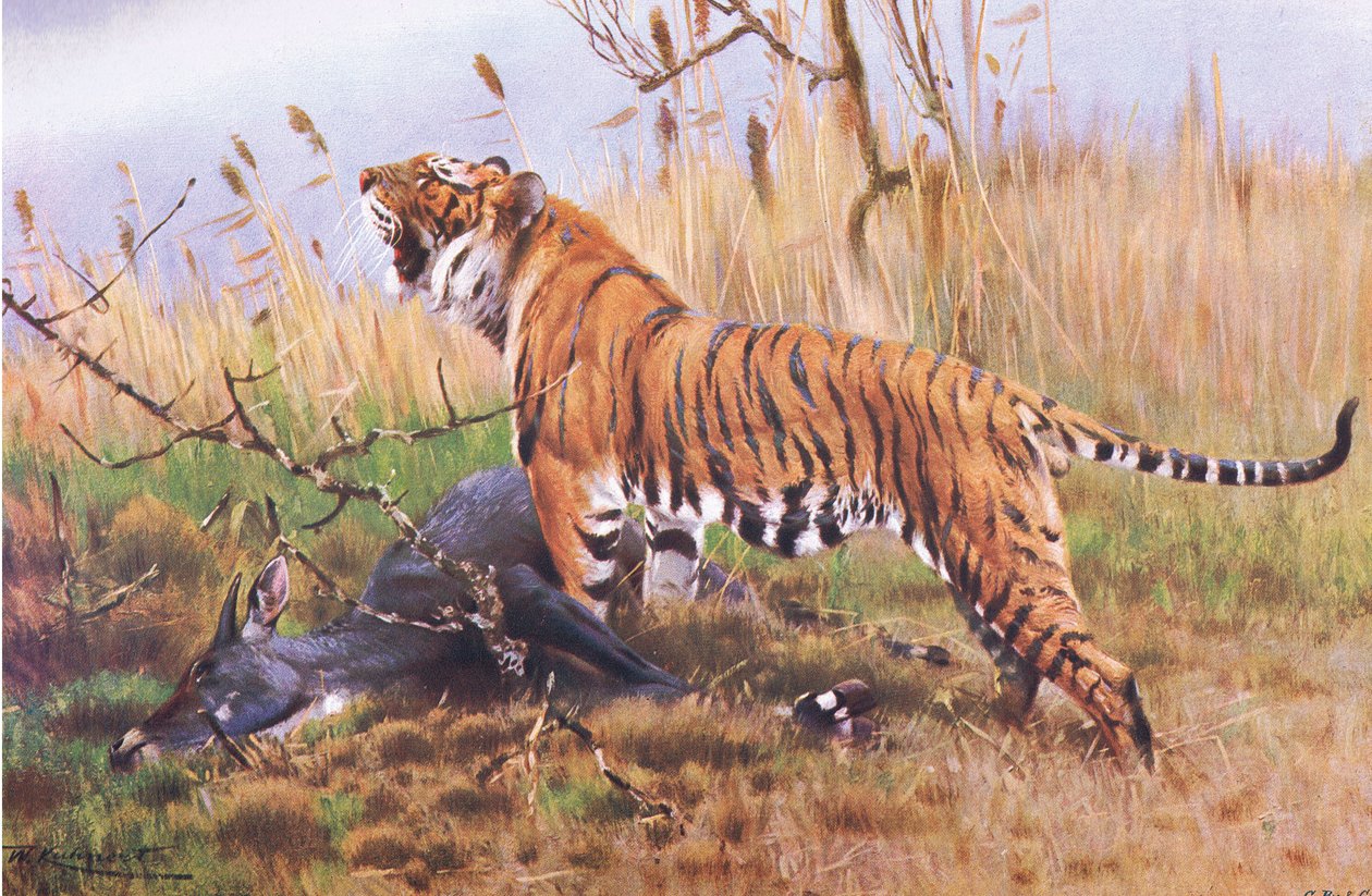 Tiger, Wildlife of the World