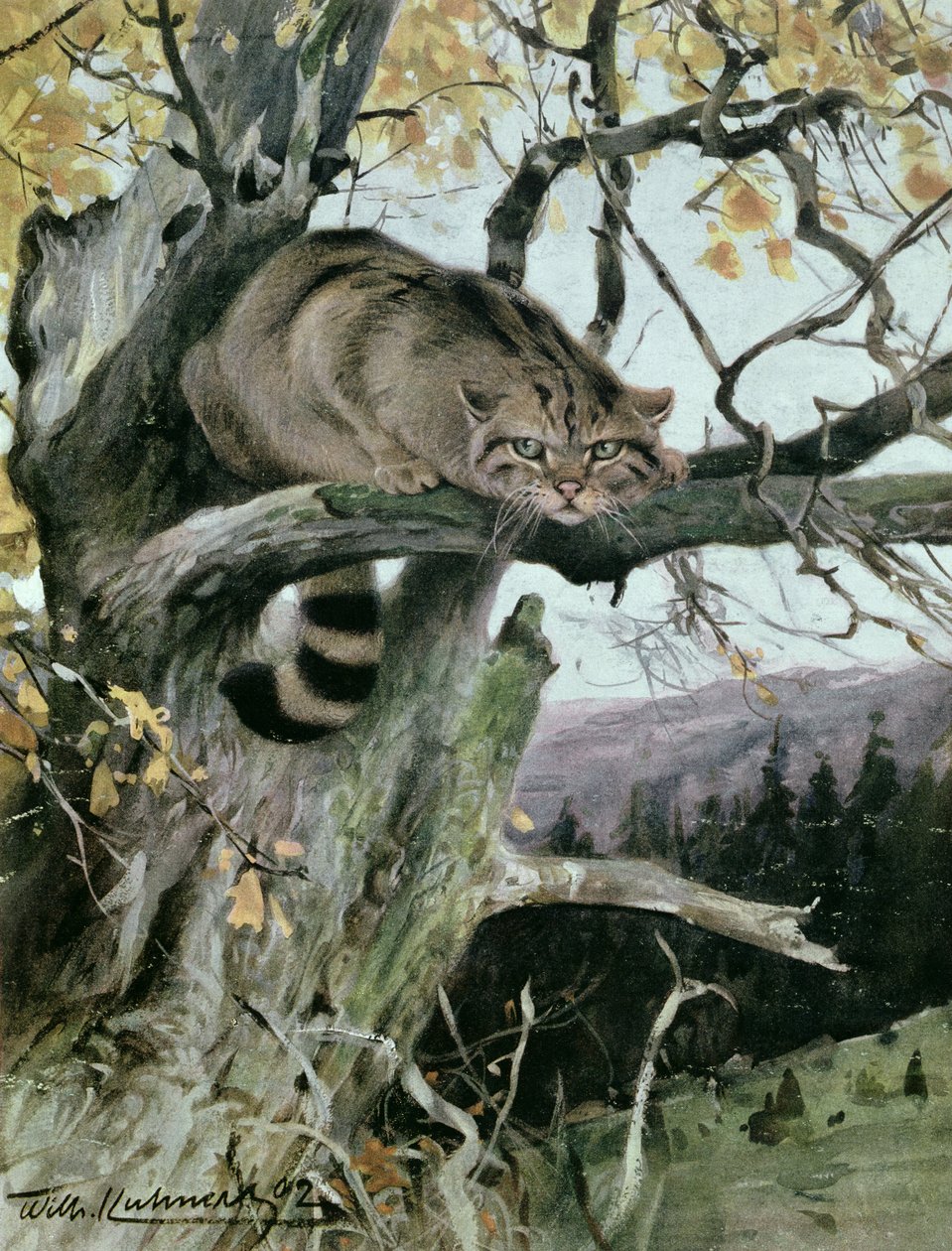 Ağaçtaki Yaban Kedisi, 1902 by Wilhelm Kuhnert