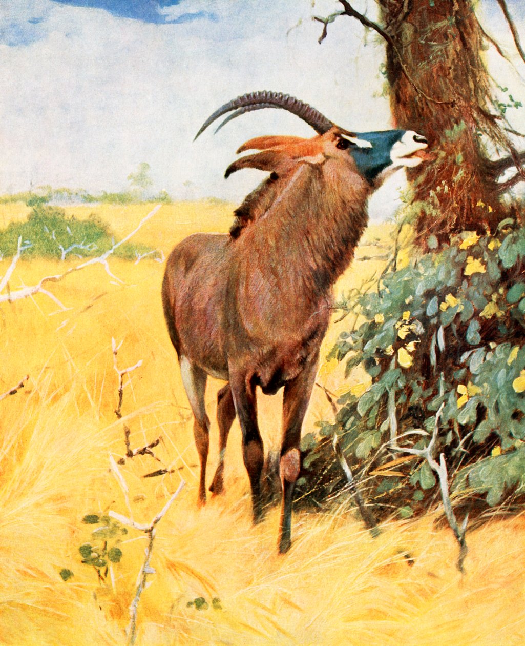 by Wilhelm (after) Kuhnert