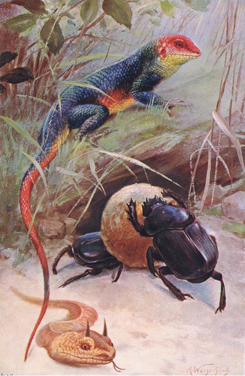 Bir Gama, Boynuzlu Engerek ve Kutsal Böcek, Wildlife of the World