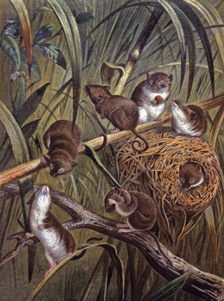Afrika cüce fareleri by Wilhelm Kuhnert
