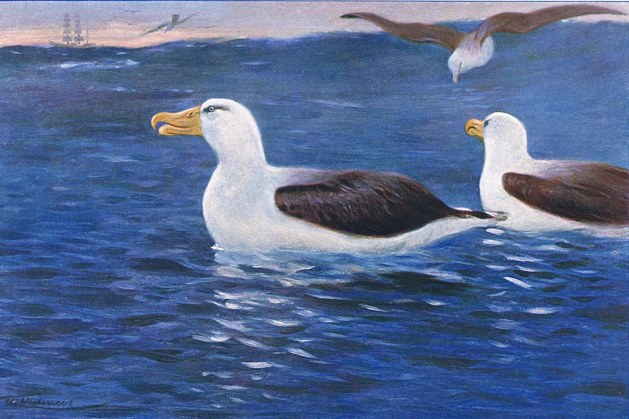 Albatros, Wildlife of the World