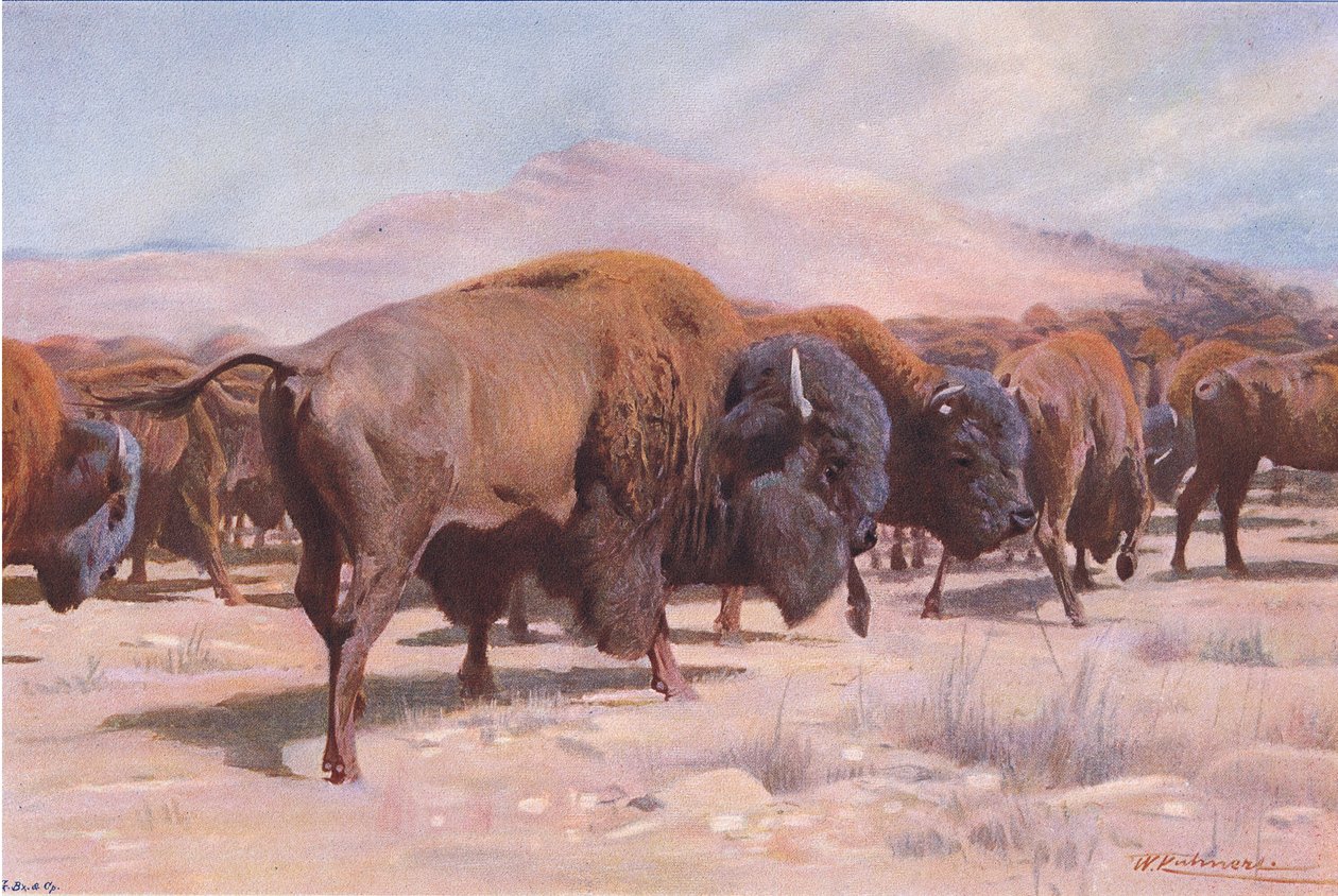 American Bison, Wildlife of the World