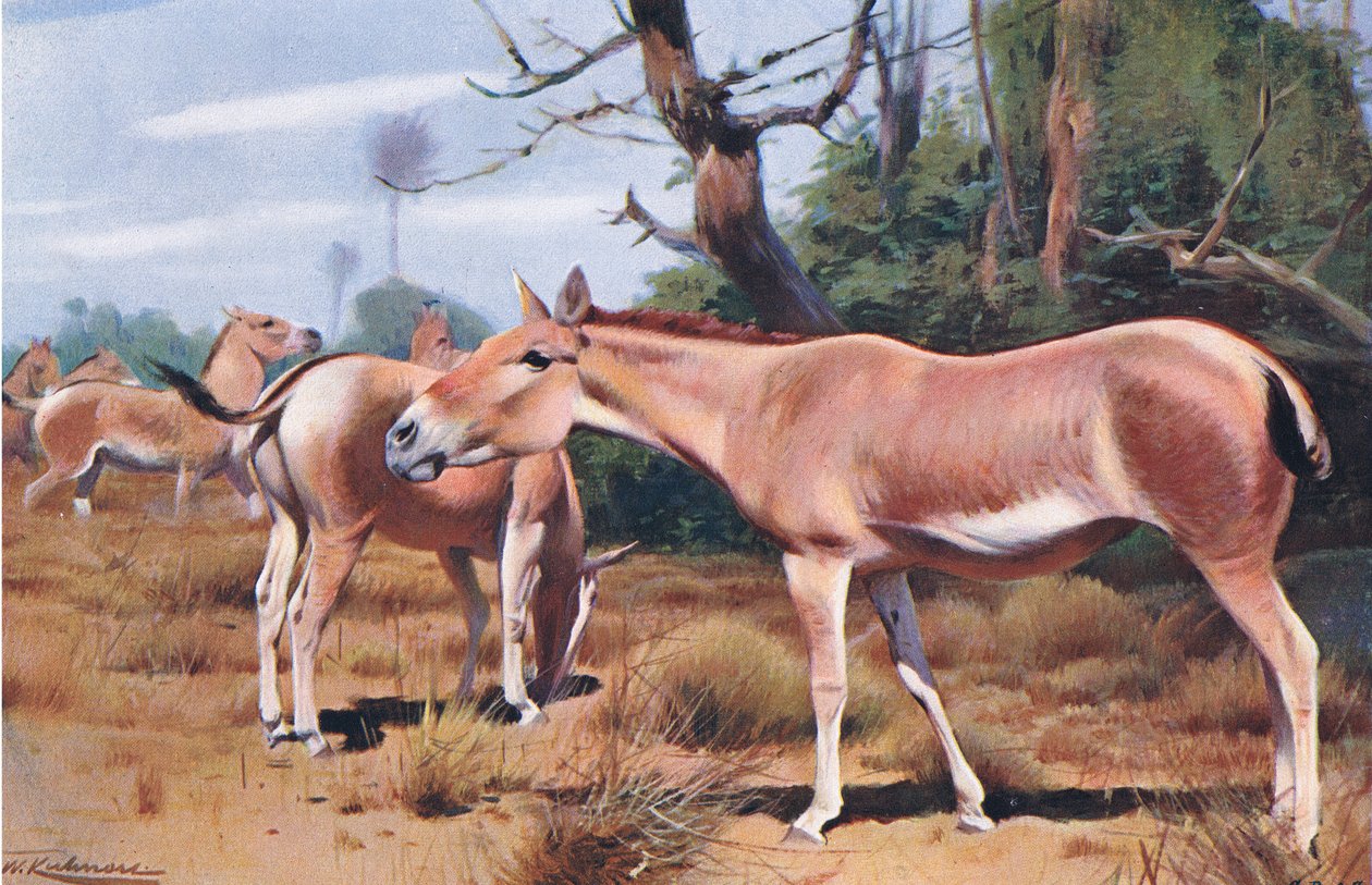 Asya Yabani Eşek, Wildlife of the World
