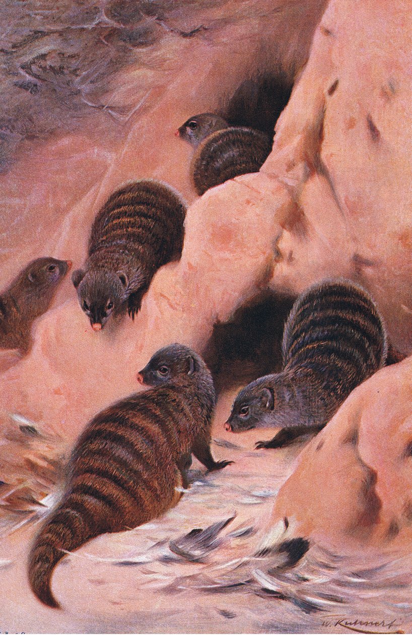 Bantlı Firavun Faresi, Wildlife of the World
