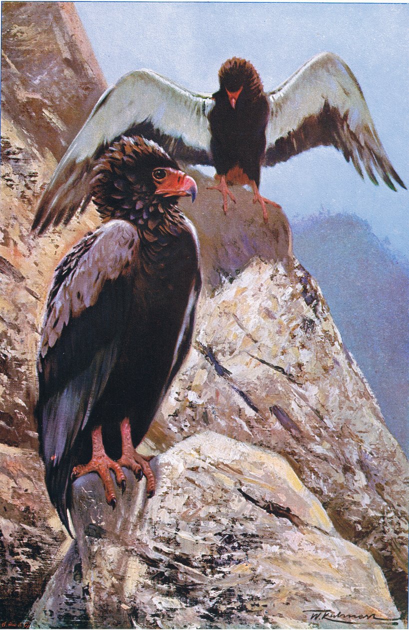 Bateleur Eagle, Wildlife of the World