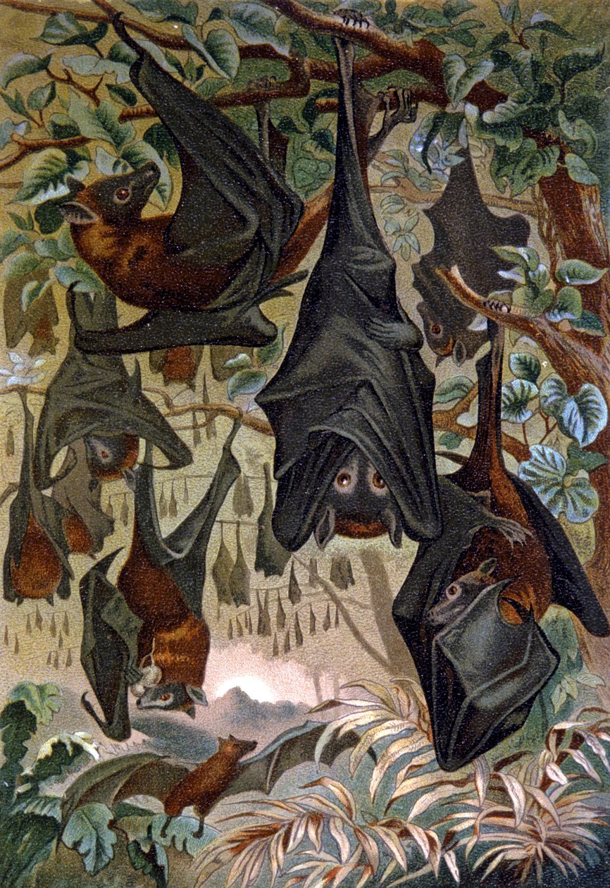 Yarasalar by Wilhelm Kuhnert