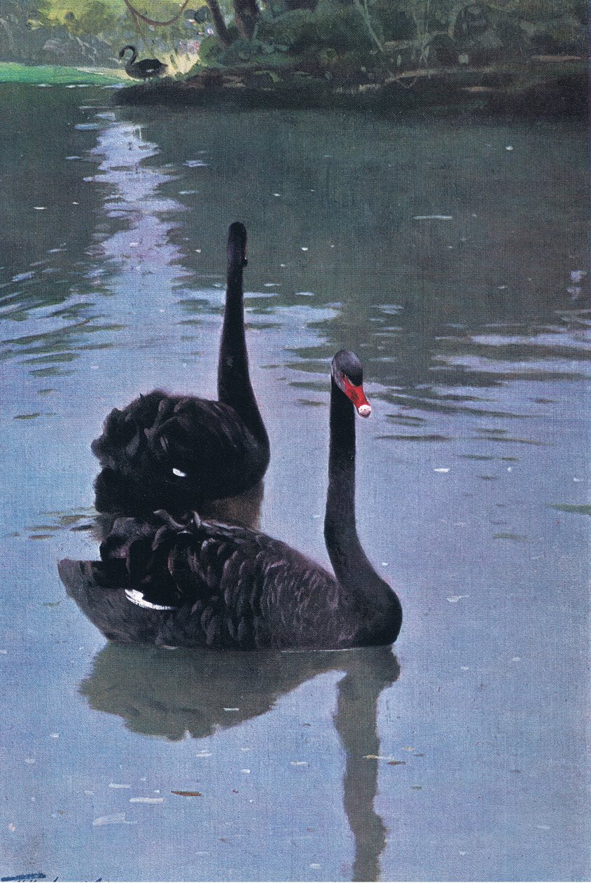 Kara Kuğu, Wildlife of the World