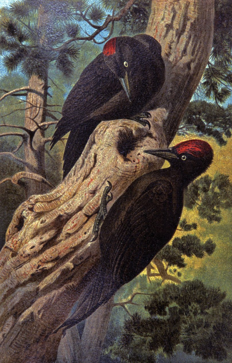 Siyah ağaçkakan, 1910 dolayları (resim) by Wilhelm Kuhnert