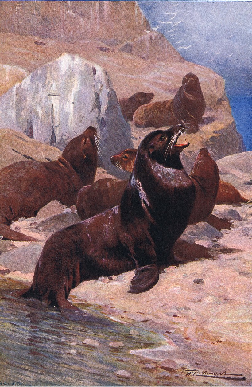 Kaliforniya Deniz Aslanı, Wildlife of the World