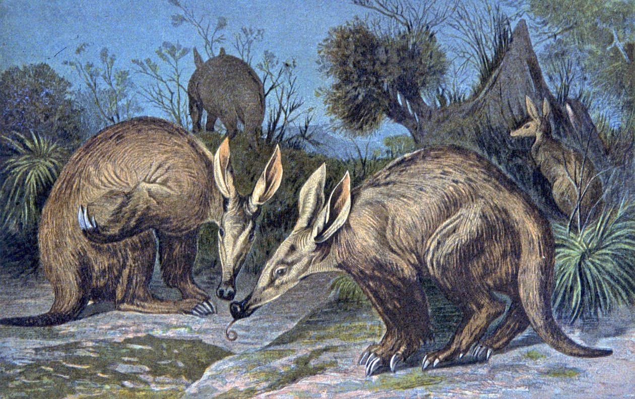 Cape yerdomuzu, toprak domuzu by Wilhelm Kuhnert