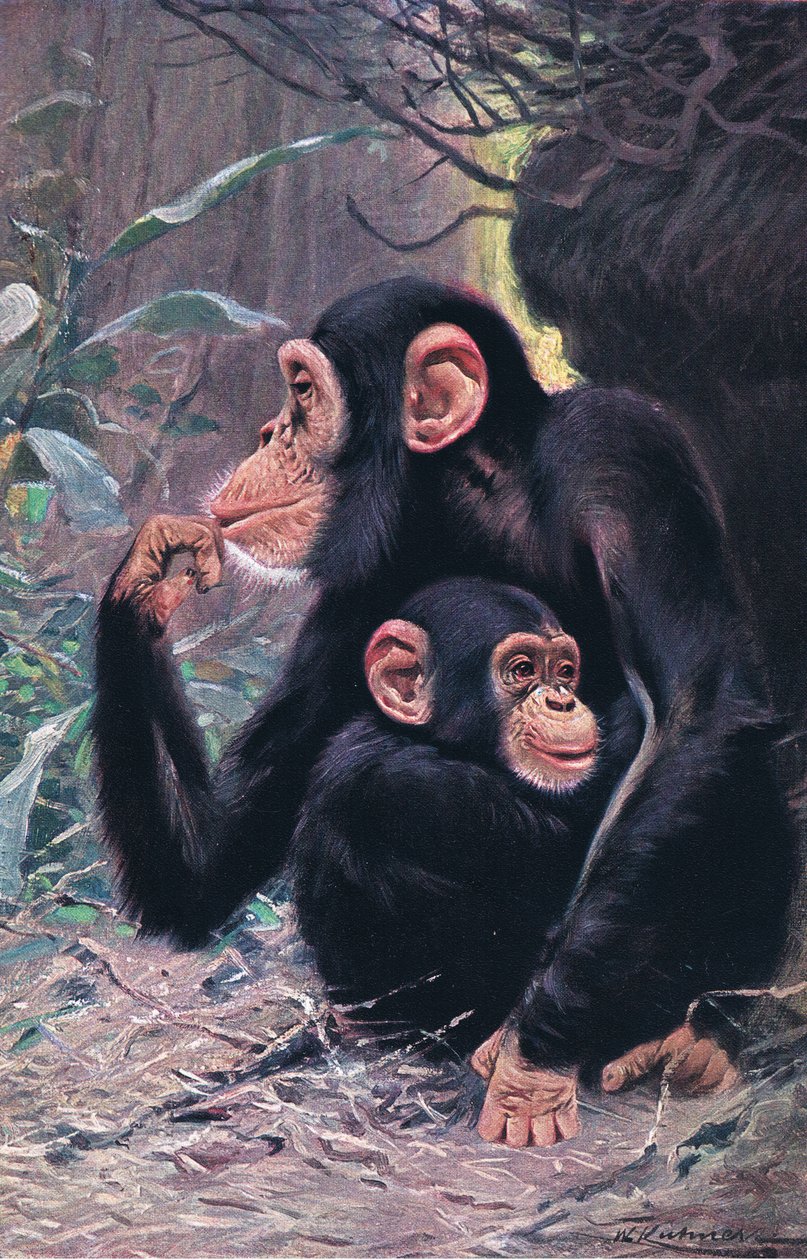 Şempanze, Wildlife of the World