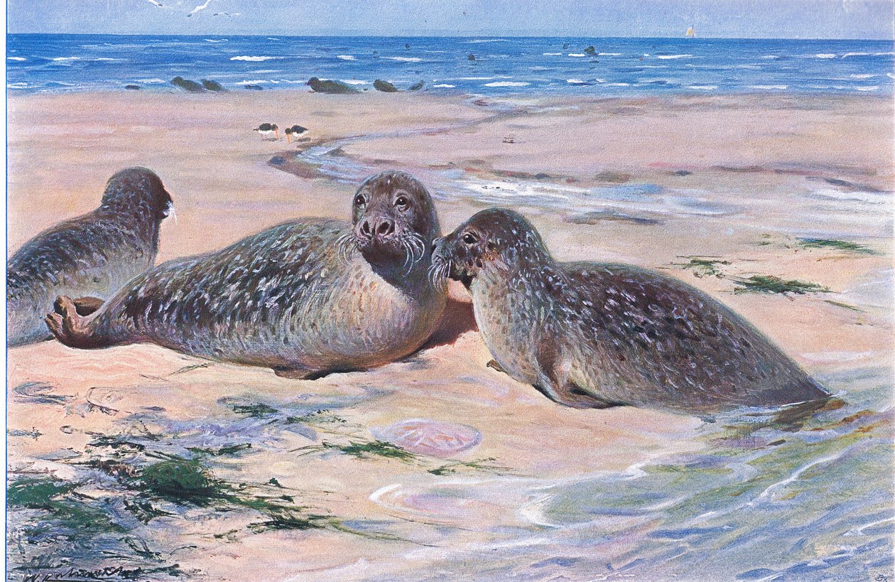 Ortak Mühür, Wildlife of the World