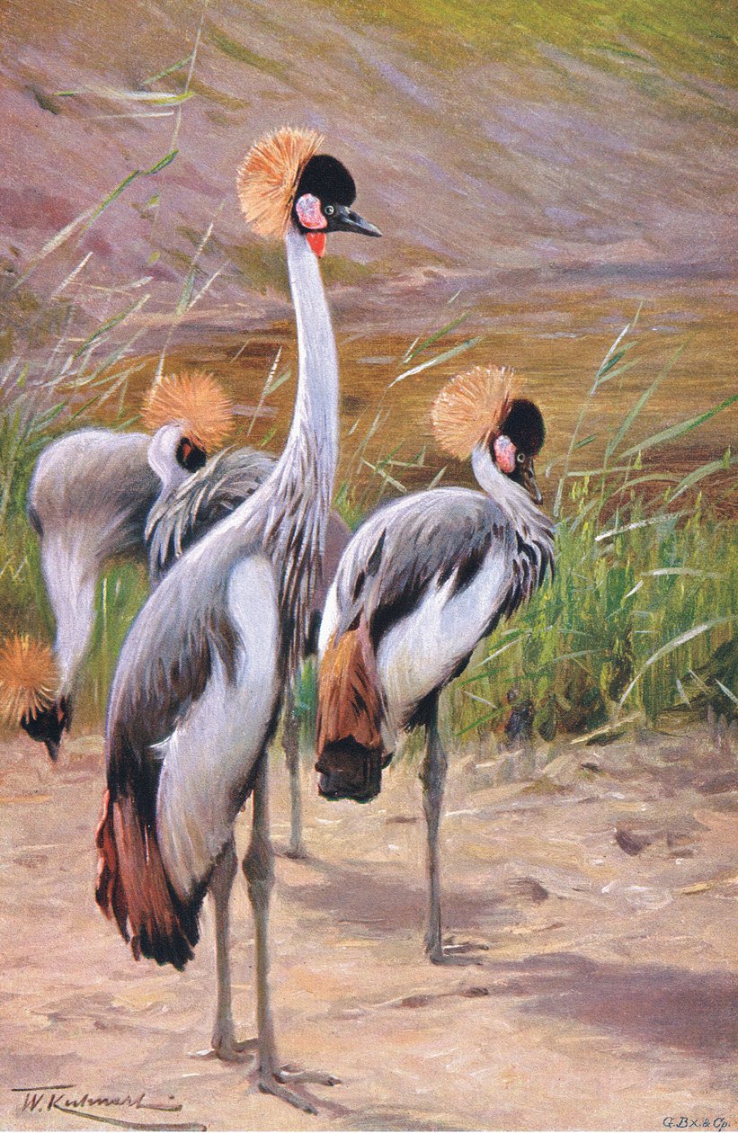 Taçlı Turna, Wildlife of the World