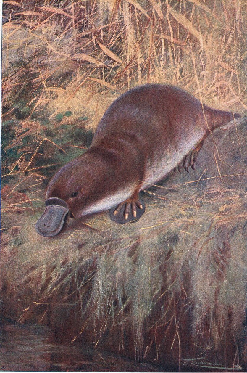 Ördek Gagası, Wildlife of the World