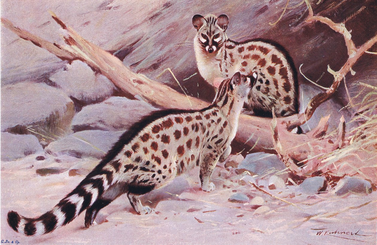 Dungola Genet, Wildlife of the World
