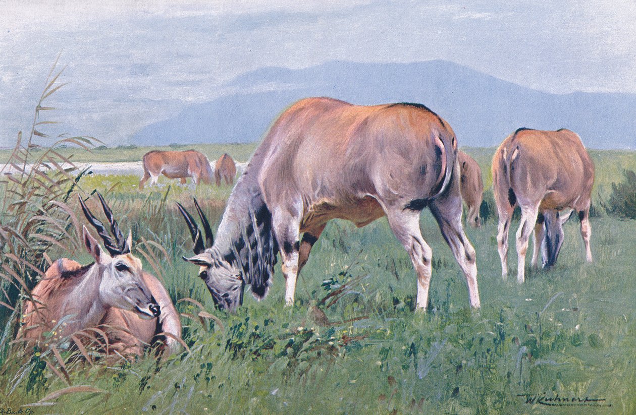 Eland, Wildlife of the World
