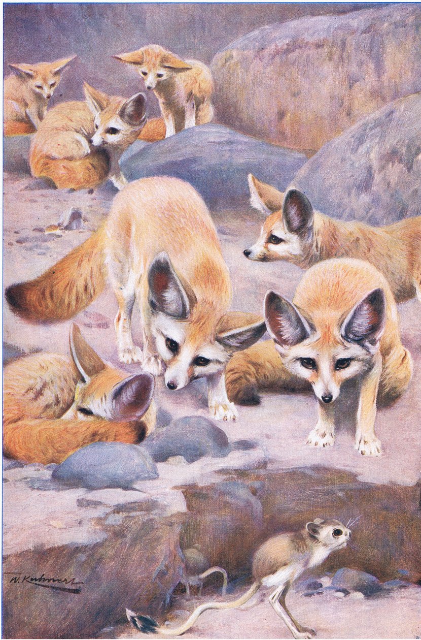 Fennec ve Jerboa, Wildlife of the World