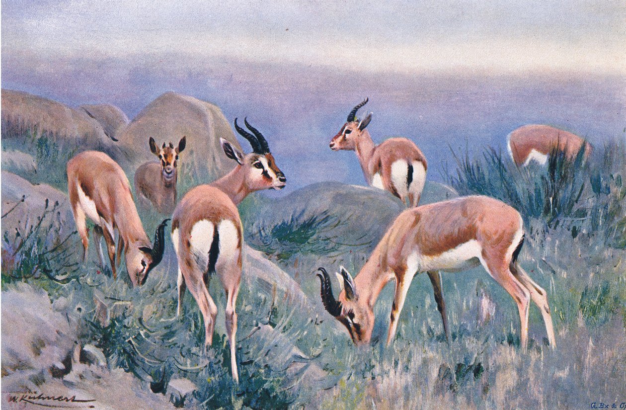 Gazelle, Wildlife of the World
