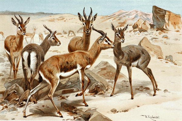 Ceylanlar, plaka "Brehms Tierleben: Allgemeine Kunde des Tierreichs", cilt. 3, s. 9, Bibliographisches Institut tarafından yayınlandı by Wilhelm Kuhnert