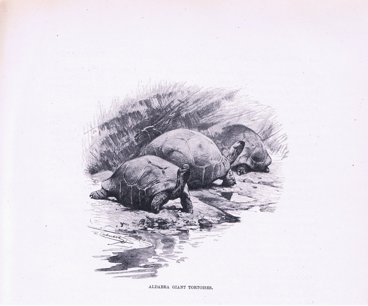 Dev Kaplumbağalar, Wildlife of the World