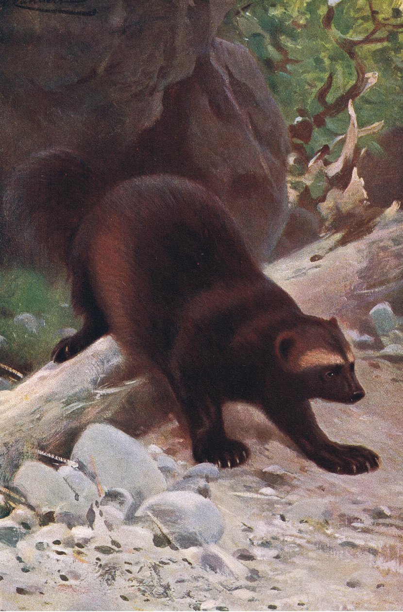Obur ya da Wolverine, Wildlife of the World