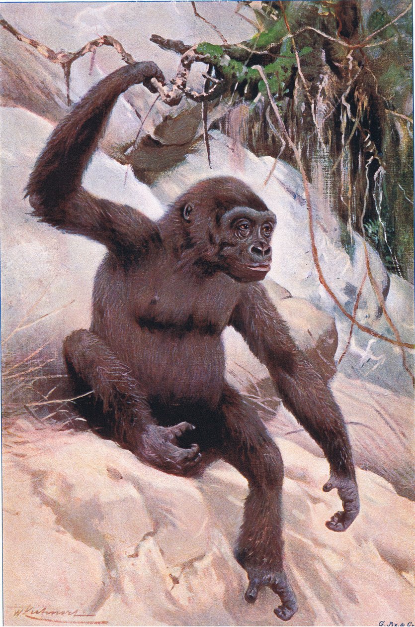 Goril, Wildlife of the World