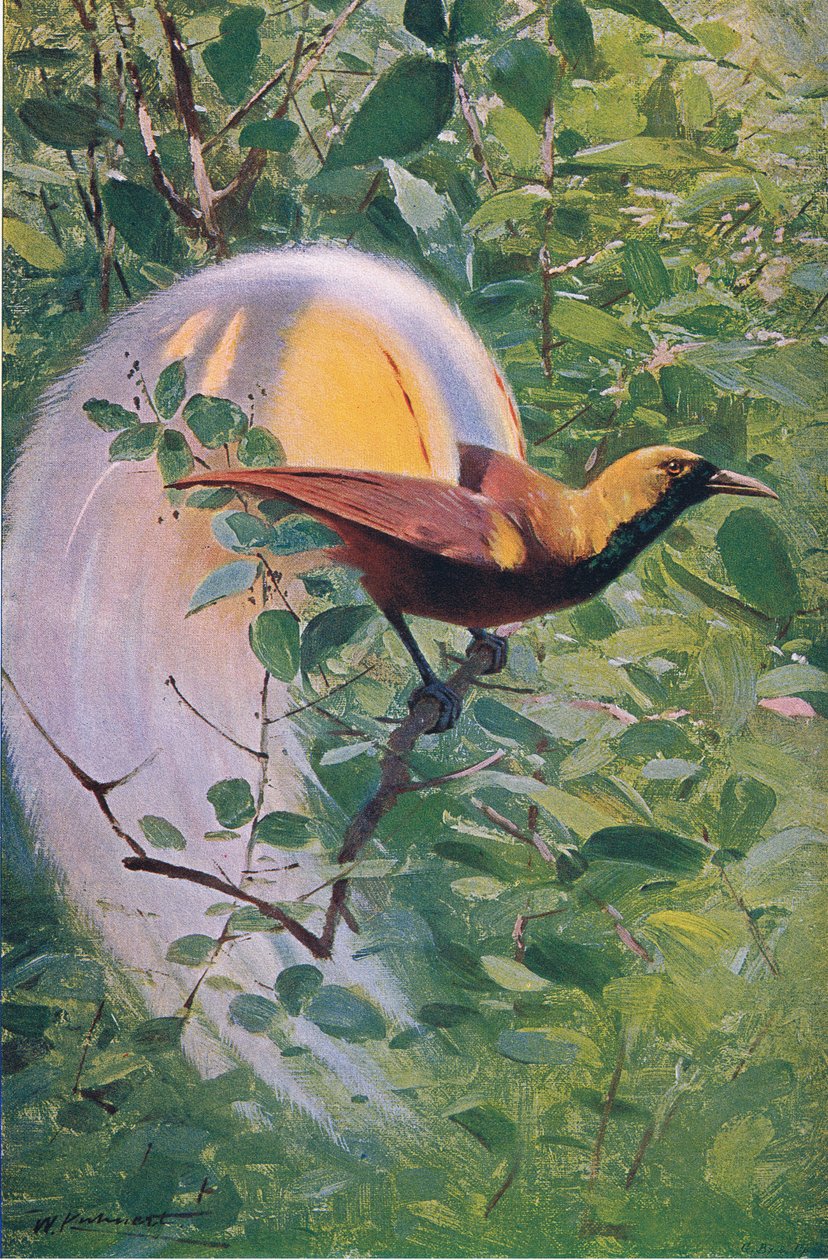 Büyük Cennet Kuşu, Wildlife of the World