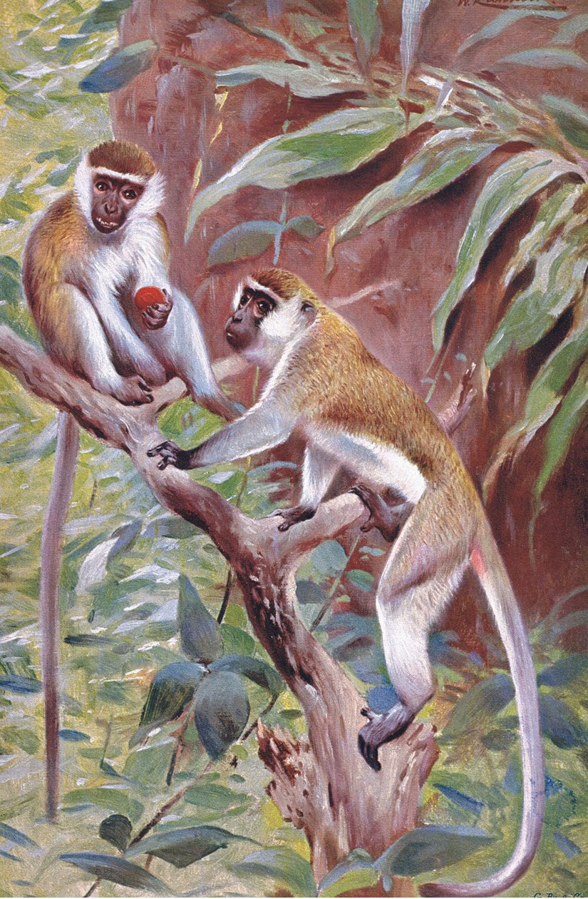 Yeşil Maymun, Wildlife of the World