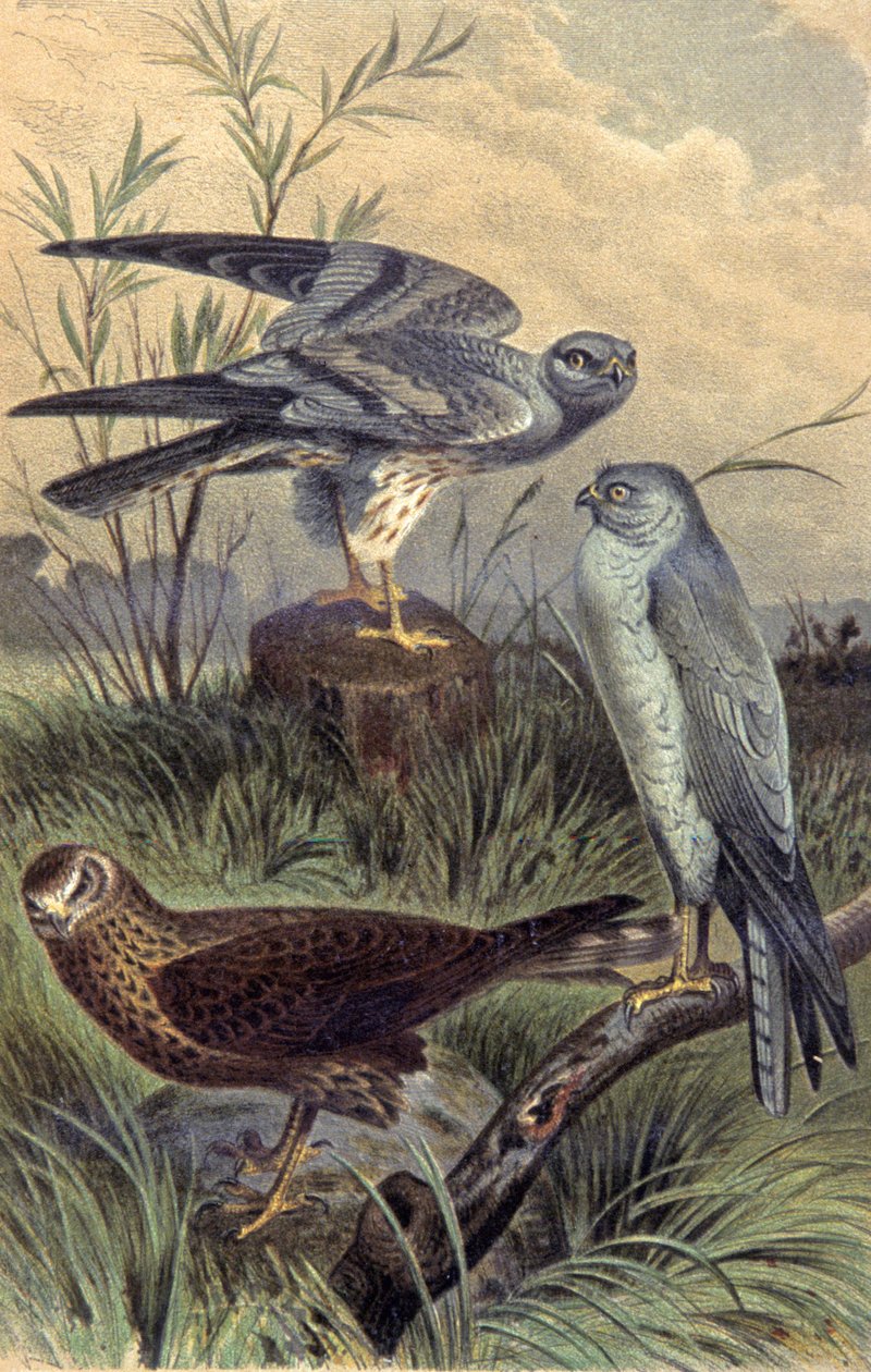 Harriers, 1910 dolayları (resim) by Wilhelm Kuhnert