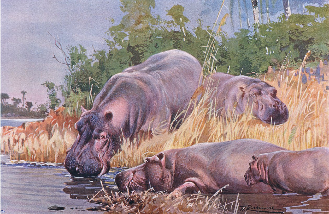 Su aygırı, Wildlife of the World
