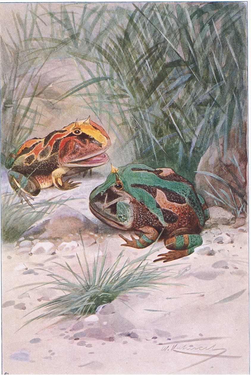 Boynuzlu Kurbağa, Wildlife of the World