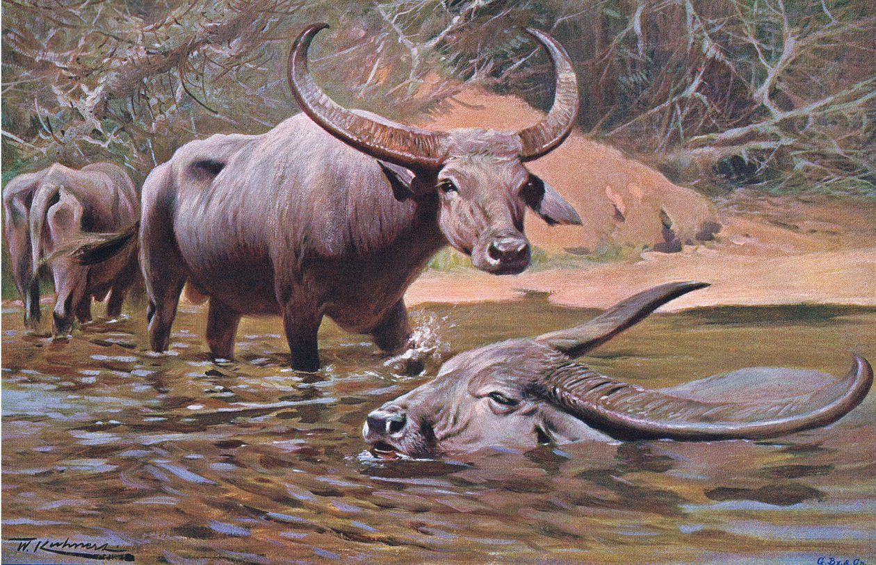 Indian Buffalo, Wildlife of the World