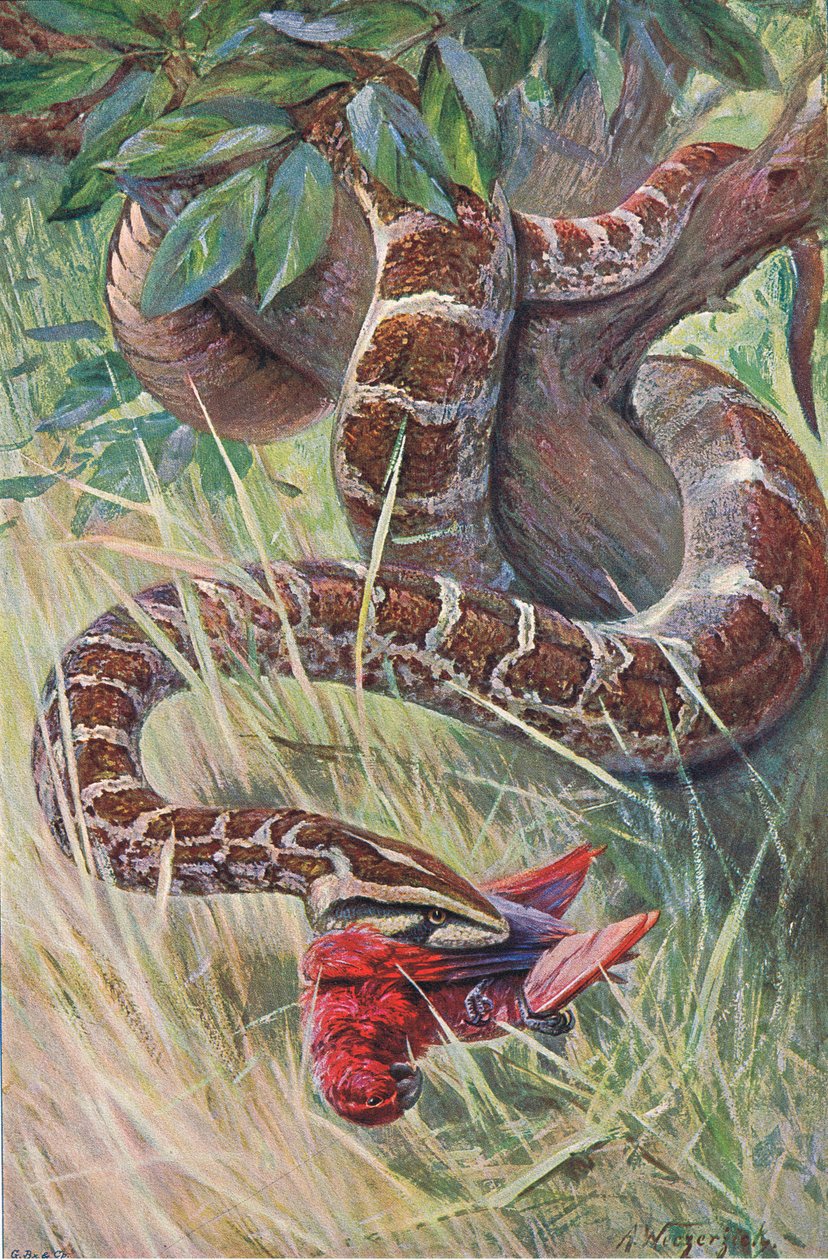 Frederick Warne & Co tarafından yayınlanan Wildlife of the World