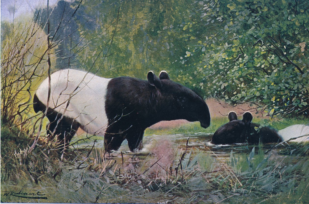 Indian Tapir, Wildlife of the World