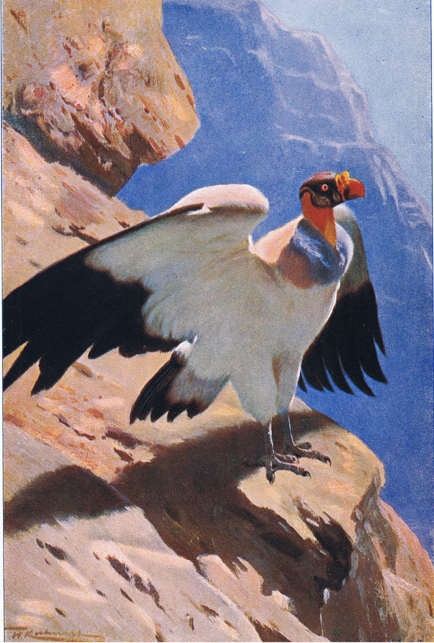 King Vulture, Wildlife of the World