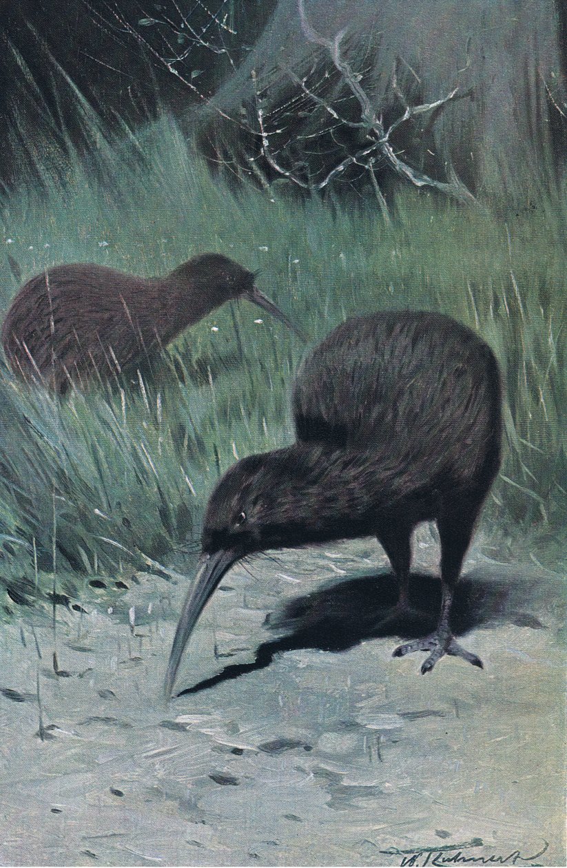 Kivi, Wildlife of the World
