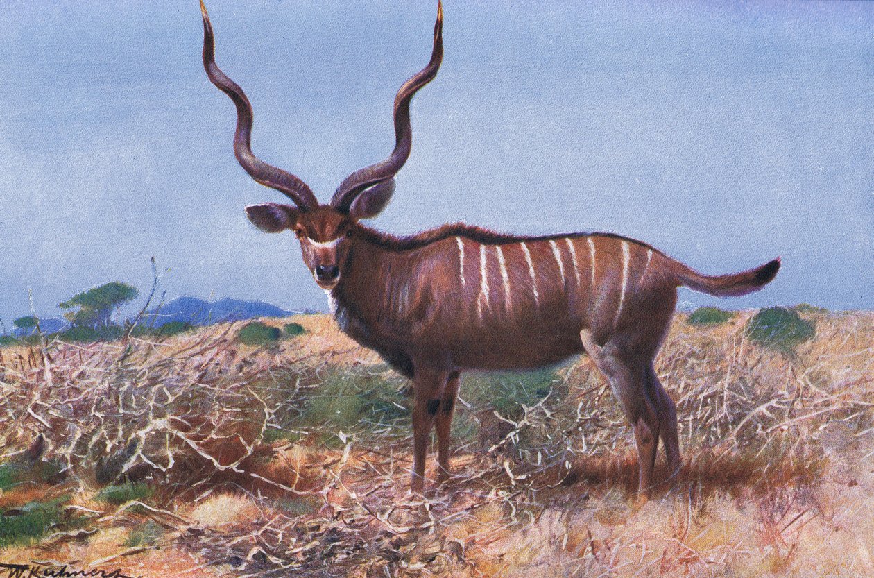 Kudu, Wildlife of the World