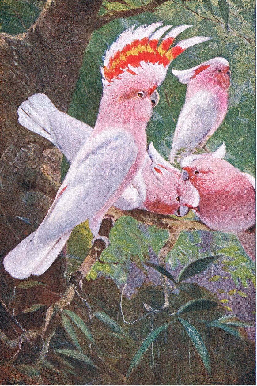 Leadbeaters Cockatoo, Wildlife of the World