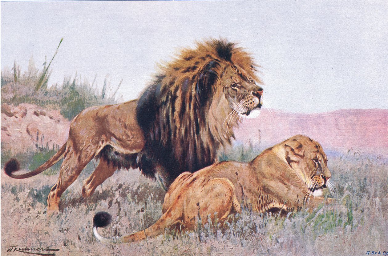Aslan ve Dişi Aslan, Wildlife of the World