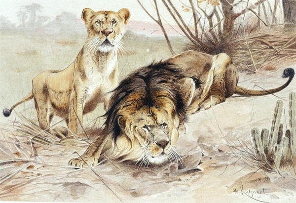 Aslan, "Brehms Tierleben: Allgemeine Kunde des Tierreichs", cilt 1, s.453