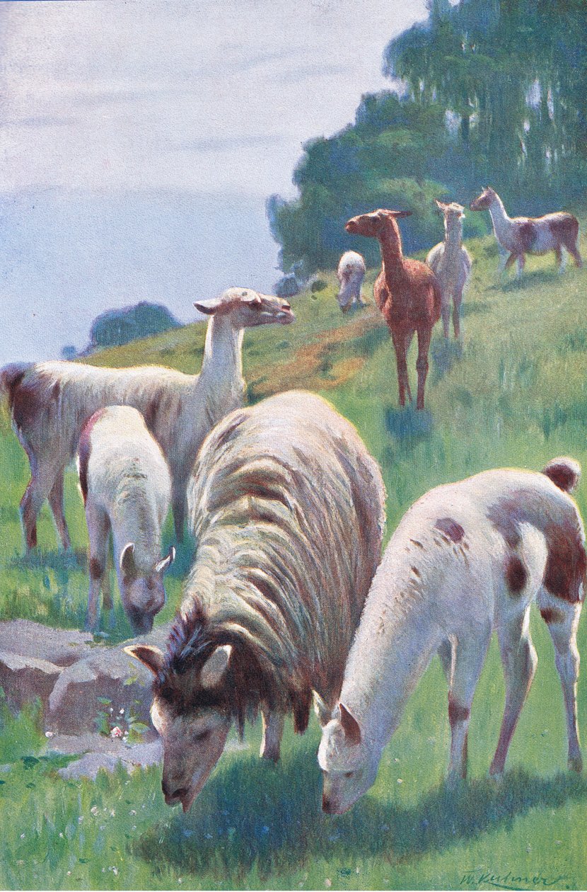 Frederick Warne & Co tarafından yayınlanan Wildlife of the World
