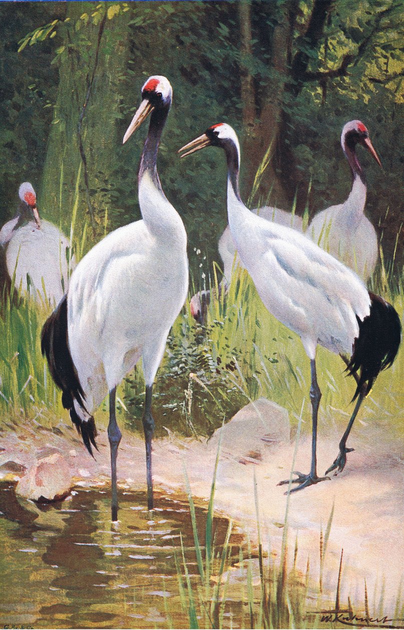 Frederick Warne & Co tarafından yayınlanan Wildlife of the World
