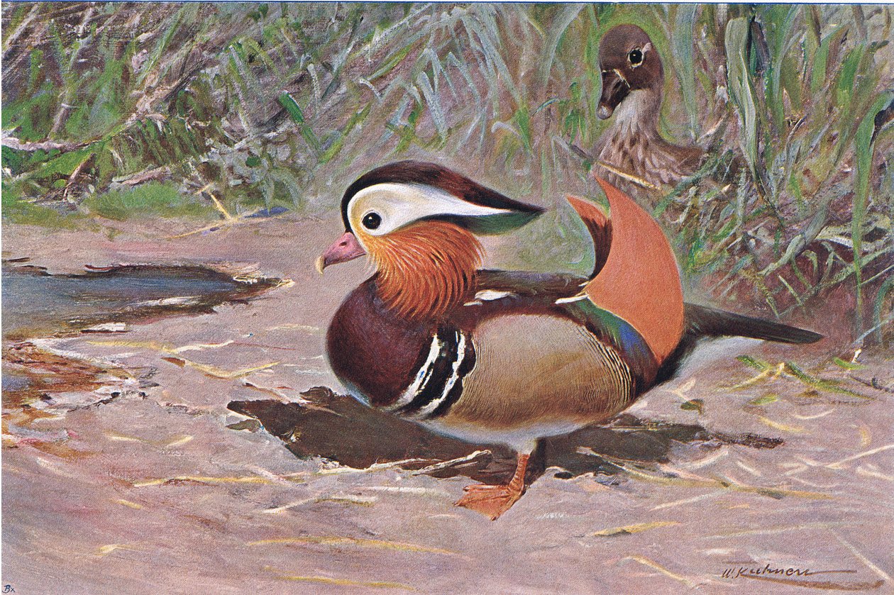 Mandalina Ördeği, Wildlife of the World