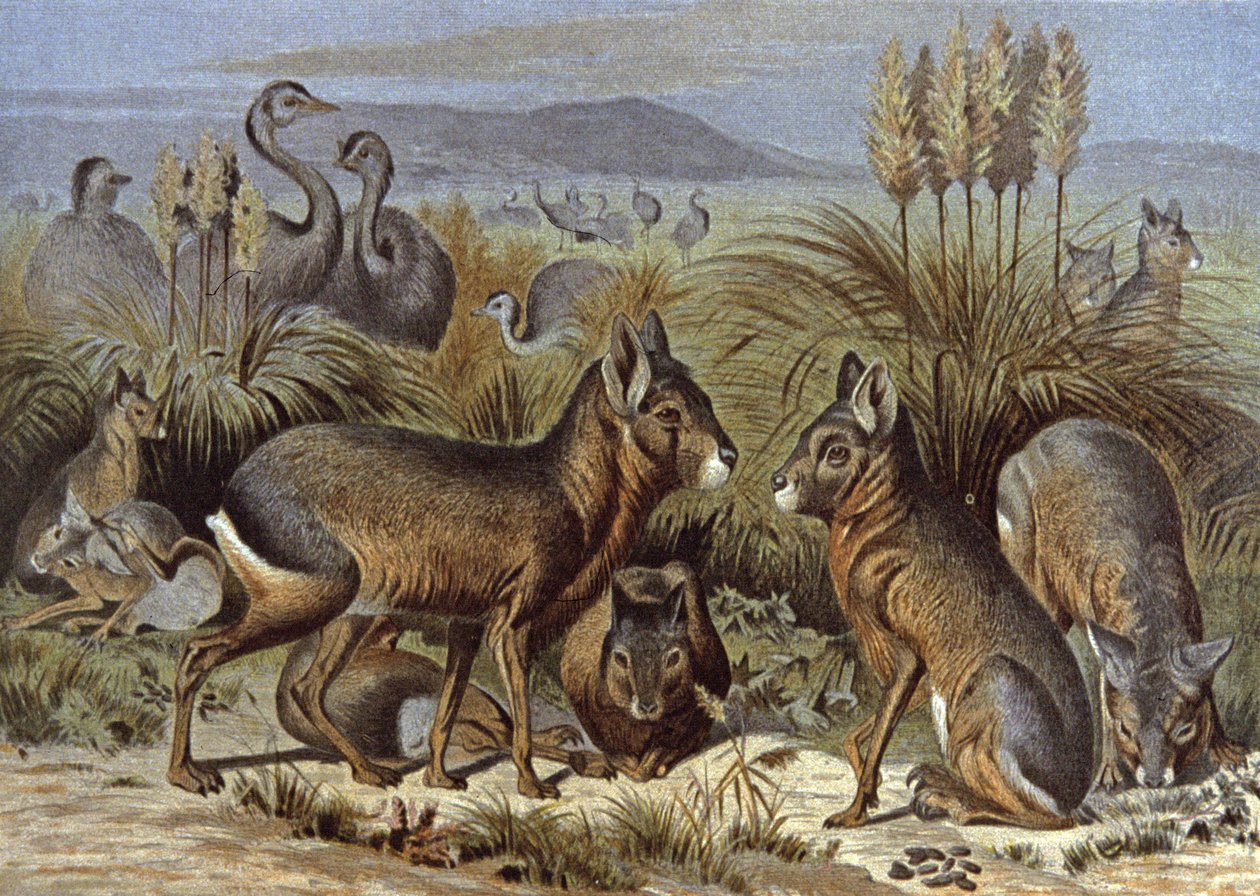 Mara veya Patagonya Tavşanı by Wilhelm Kuhnert
