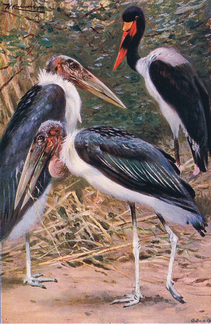 Marabou ve Jabiru, Wildlife of the World