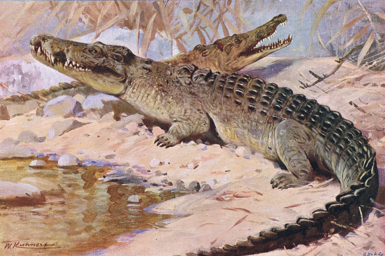 Nil Timsahı, Wildlife of the World